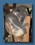 24 Sleeping Koala